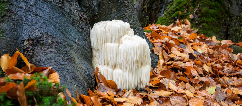 Lion's Mane paddenstoel: natuur's cognitieve wonder en gezondheidsbooster