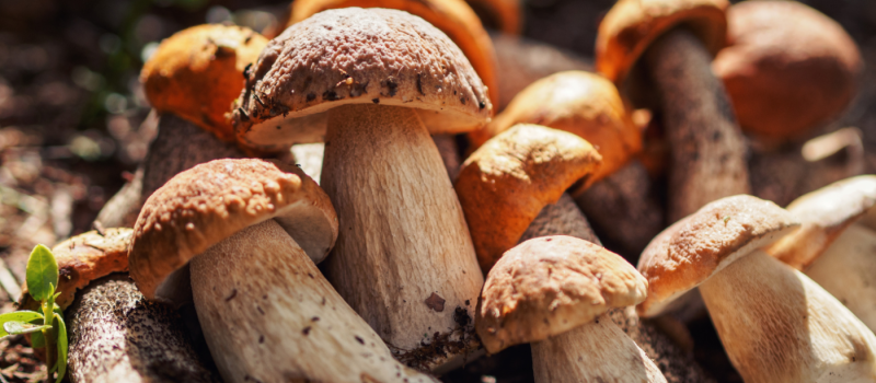 Porcini is dé vleesvervanger bij uitstek en wel hierom