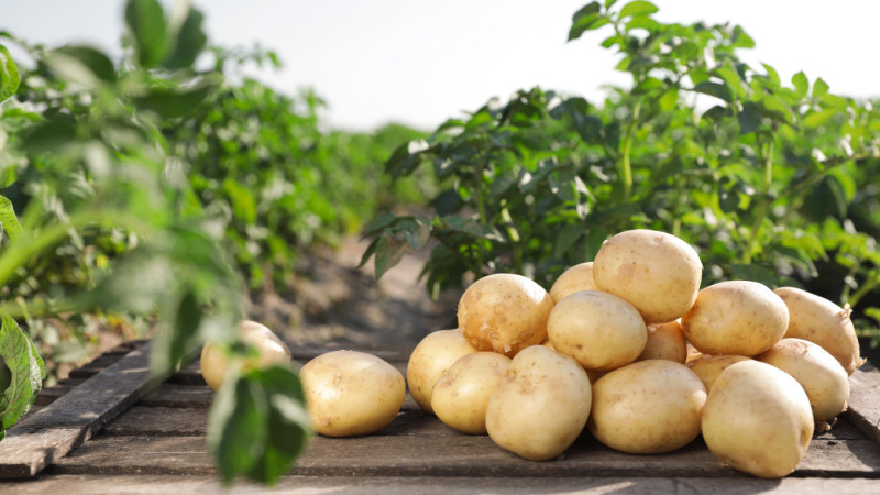 4 gemakkelijke aardappelbereidingen waar je zeker mee scoort