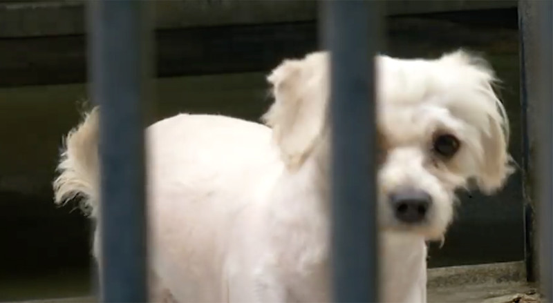 Gemiddeld elke dag 18 meldingen van dierenmishandelingen