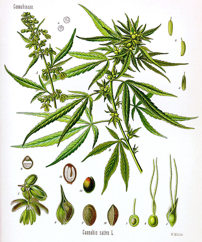 JuicyFields: investeren in medicinale cannabis was gigantische fraude - website wel nog steeds actief