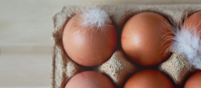 Pluimpjes op je eieren: marketingtruc of natuurlijk proces?