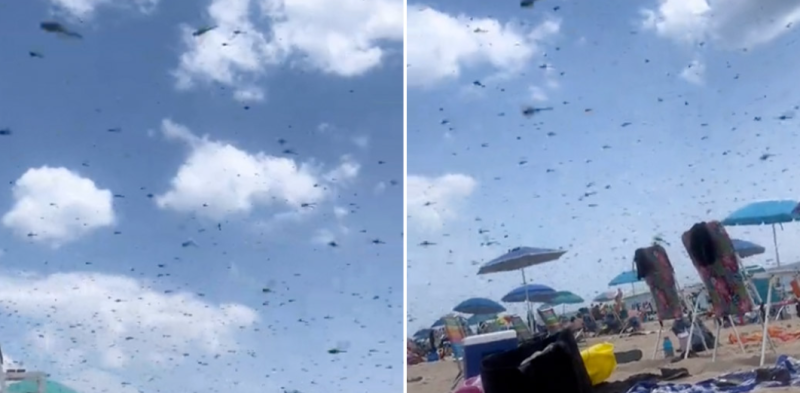 🎥 Strandgangers opgeschrikt door bijbelse plaag van libellen