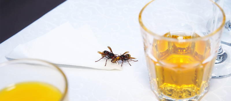 Weg met wespen aan tafel: dit zijn onze beste tips