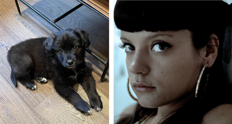 Lily Allen krijgt doodsbedreigingen omdat ze puppy terug naar het asiel bracht