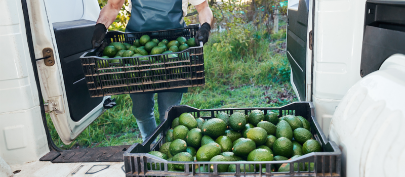 Tips & tricks: zo krijg je een avocado nóg sneller rijp