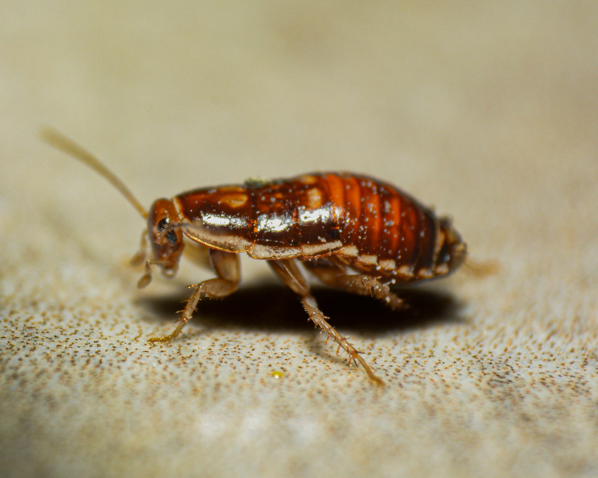 Shocking Study Reveals Your Smartphone May Harbor Bacteria Worse Than Cockroach Droppings: Health Risks & Sleep Tips