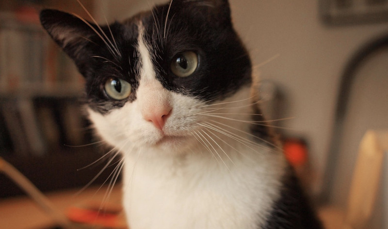 Waarom katten altijd op hun pootjes landen (en waarom jij dat beter niet probeert)