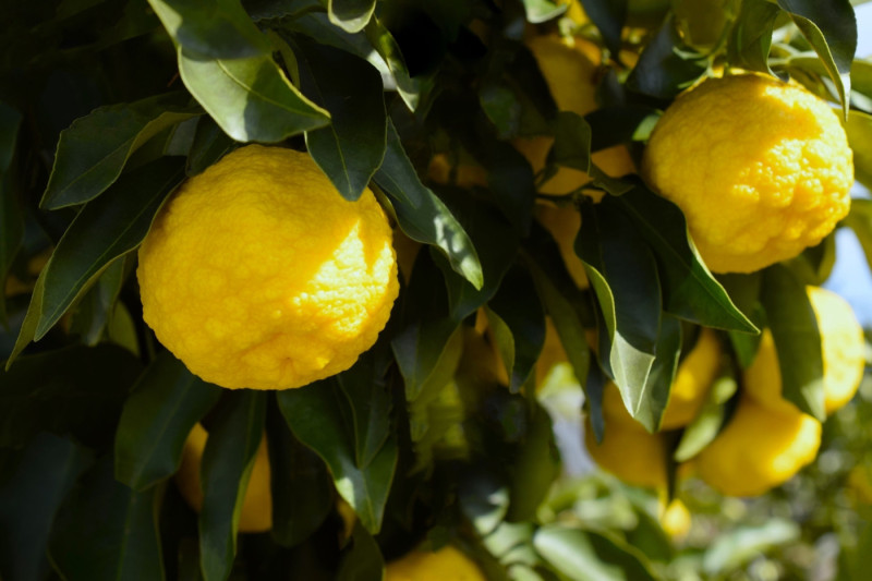 Yuzu: de Japanse citrusvrucht die menukaarten pit geeft