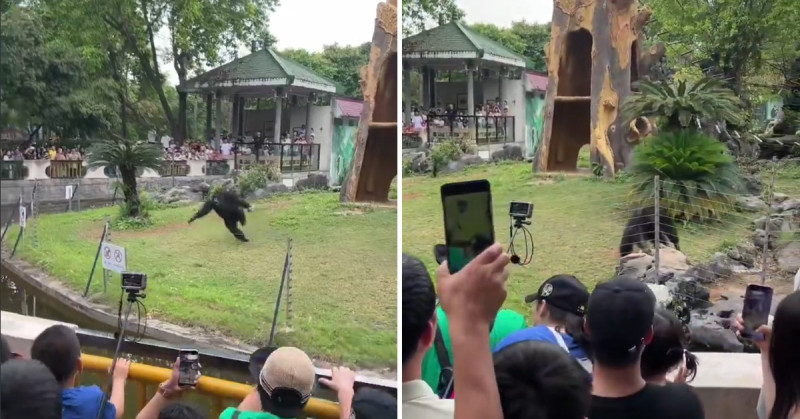 🎥 Chimpansee gooit toeriste K.O. met steen