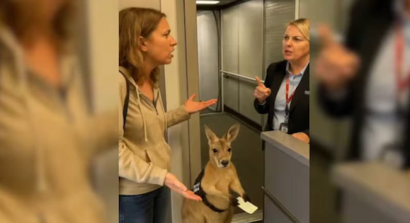 🎥 Kangoeroe met vliegtuikticket ontmaskerd: AI of Australisch mirakel?