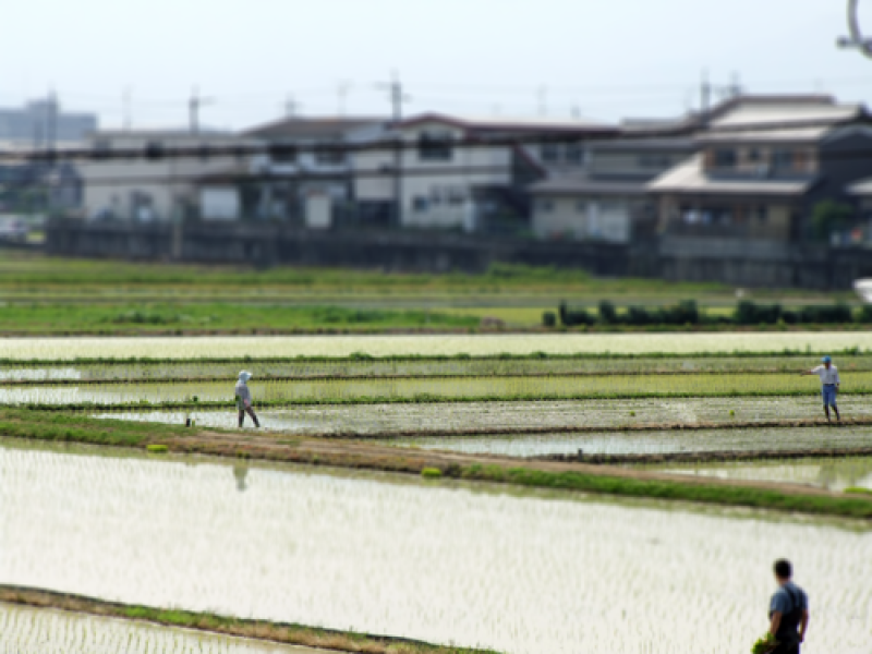Japan heeft rijstprobleem en dat is deels schuld van overheid