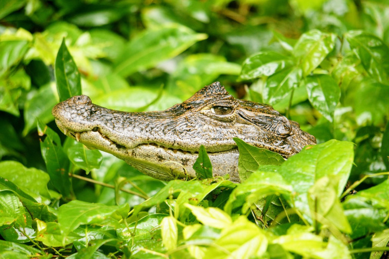 Natuurgebied in Luik dicht omdat er een kaaiman zou zitten