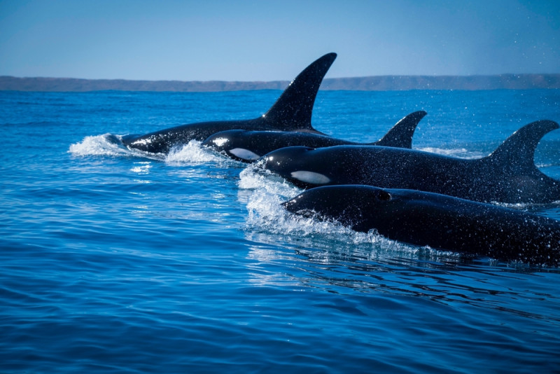 Natuur: ook orka's gaan naar de schoonheidsspecialist