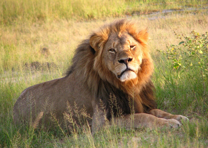 CBTH stelt top 20 op van meest fervente verzamelaars van exotische dieren: Amerikanen, Russen en Spanjaarden