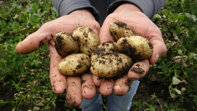 Aardappelboeren krijgen een spreekwoordelijke patat rond hun oren