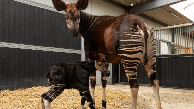 Met uitsterven bedreigde okapi geboren in Beekse Bergen