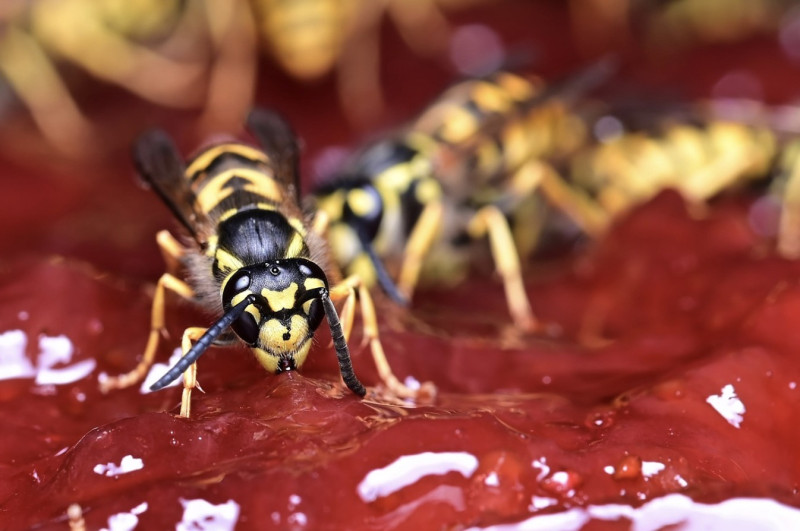 Hoe je van je BBQ géén wespenslagveld maakt
