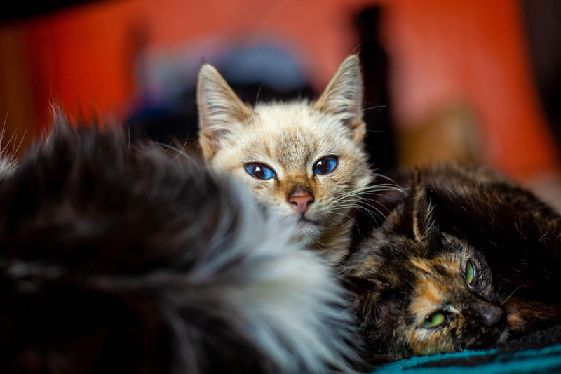 Alarm om gedumpte katten bij Zwerfpoezen Rupelstreek