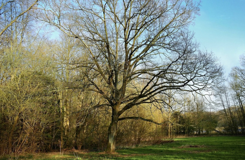 Bosgroep Antwerpse Gordel zet zich in voor bosbeheer in Zandhoven