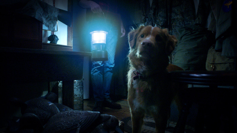 🎥 Good Boy is de eerste horrorfilm verteld vanuit het perspectief van de hond