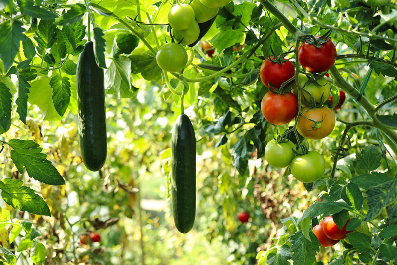 Groentafel in Olen: deel je moestuinoogst met de gemeenschap