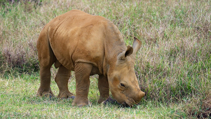 Jonge neushoorn Amari steelt de show in ZOO Planckendael