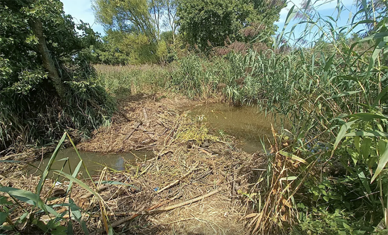 wateroverlast in Arendonk door beverdammen: ingrijpen verboden