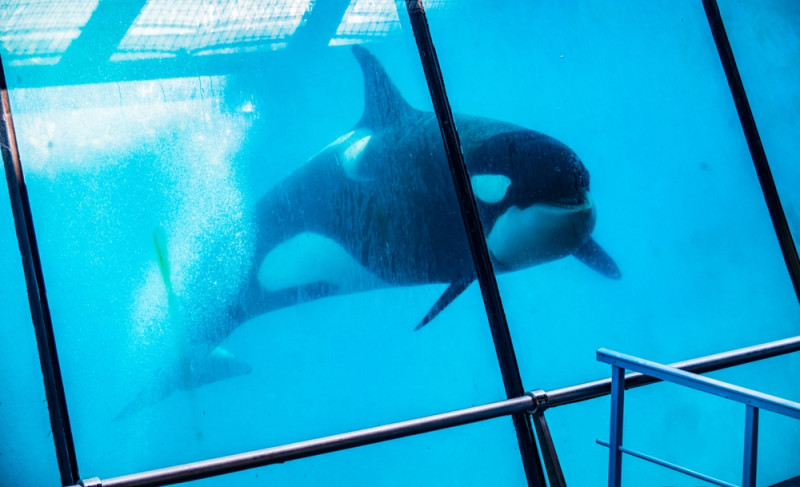 Dierenmishandeling: orka wordt seksueel misbruikt in verlaten Frans aquapark