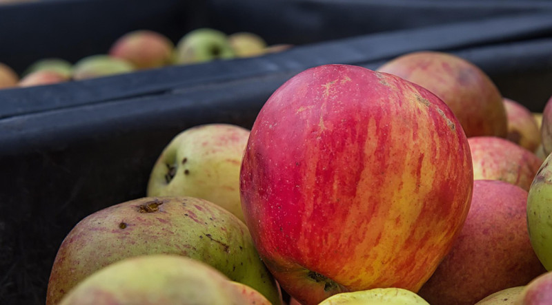 Verse sappen en notenolie van eigen bodem: de Mobiele Fruitpers komt naar Duffel