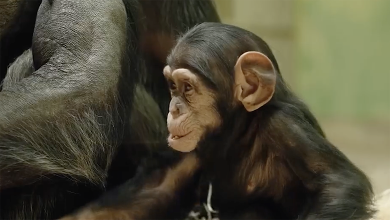 DNA-onthulling: Alfaman Tambuzi vader van jonge Zabari in Antwerpse Zoo