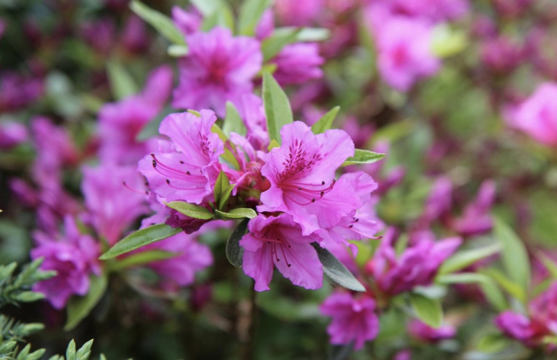 30 jaar Plantjesweekend: steun de strijd tegen kanker met een azalea!