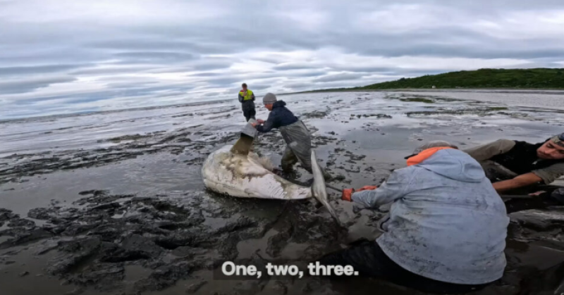 🎥 Kajakkers redden vastgelopen beluga uit Alaskaanse modder