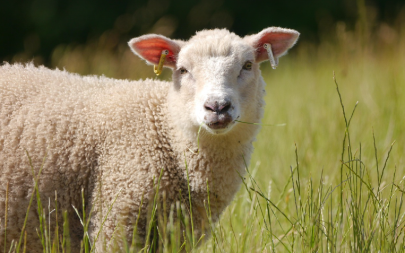 Feest op de Boerderij: een dag vol plezier bij De Lange Schuur