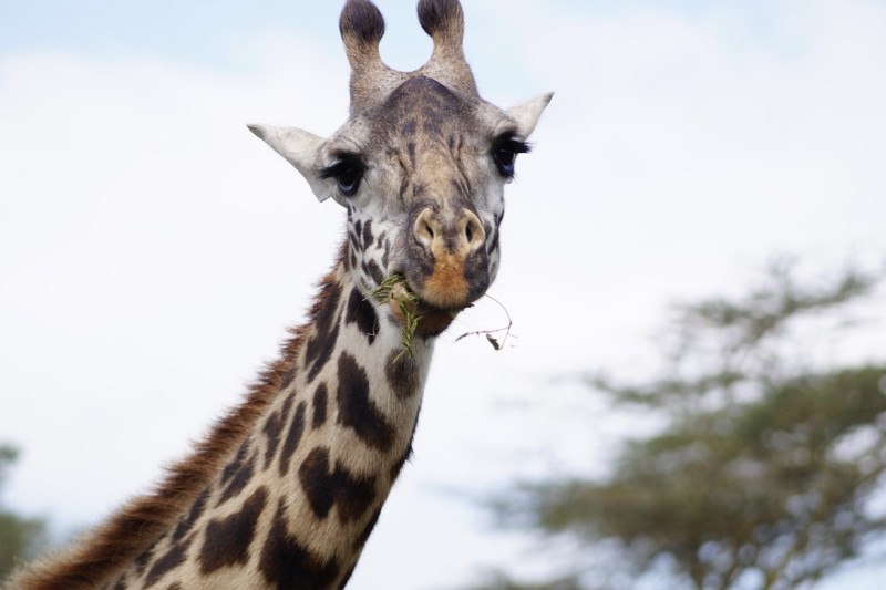 Onverwachts overlijden van giraf Buna in ZOO Antwerpen laat verzorgers in rouw achter