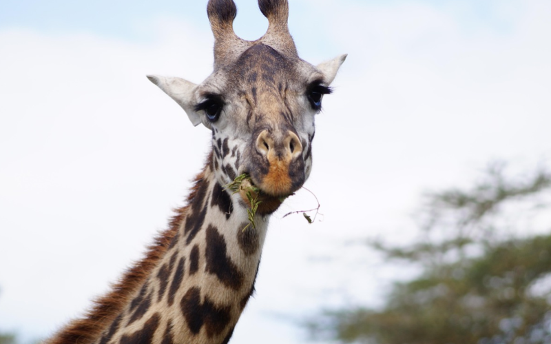Bellewaerde verwelkomt binnenkort drie girafbaby's: een boost voor het behoud van de soort