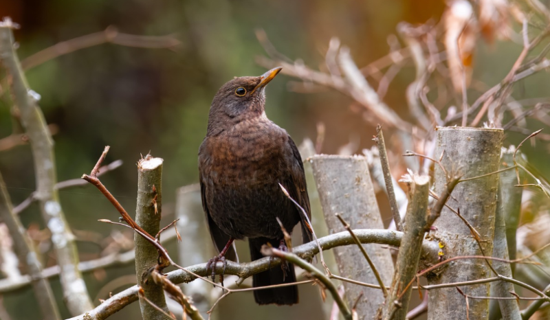 Kijkje achter de schermen: VOC Merelbeke opent deuren en bevrijdt vogels