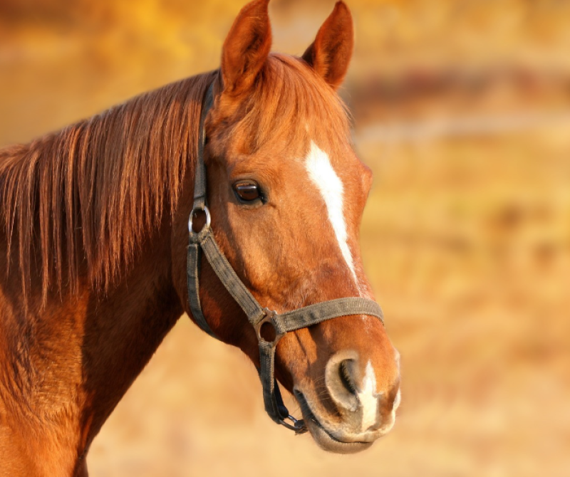 Paard gered uit gracht in Zuienkerke