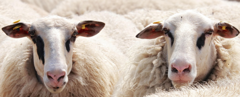 Schapen als grasmaaiers in de Brugse binnenstad