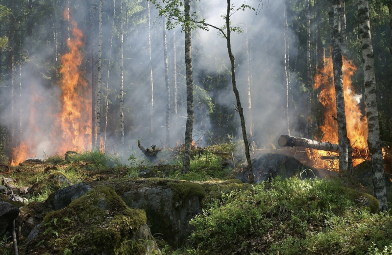 Bosbranden 2025: de verborgen waarheid achter de brandhaarden