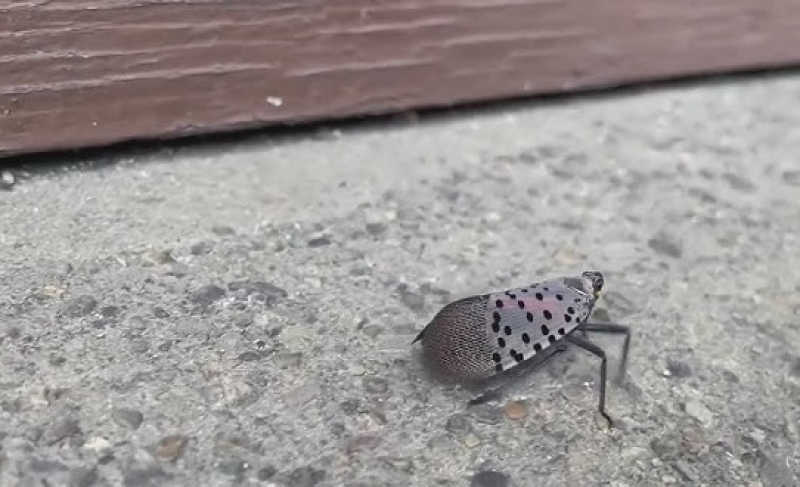 📸 Dit kleine insect jaagt de weerradar op tilt