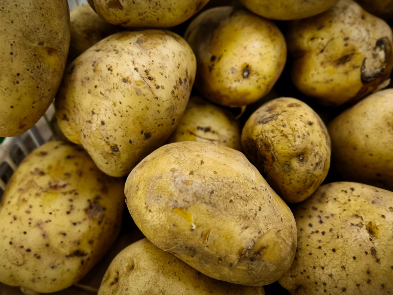 Gigantische aardappel van 1,5 kilo geoogst in Schepdaal