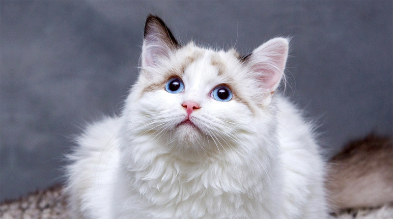 Internationale raskattenexpo in Broechem trekt kattenfanaten