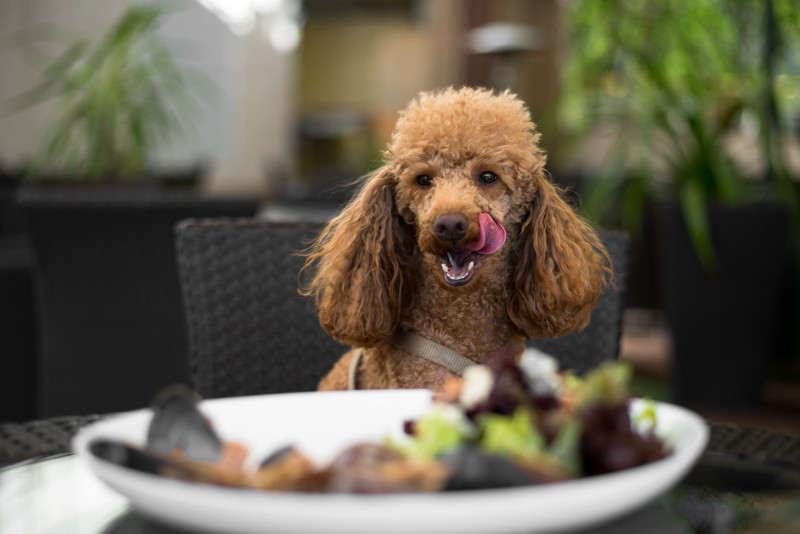 Butternut Bistro in Antwerpen: Een uniek diner voor baas en hond