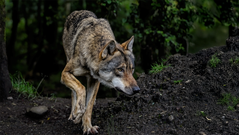 Waakzaamheid geboden: Wolf gespot in Geel en Mol