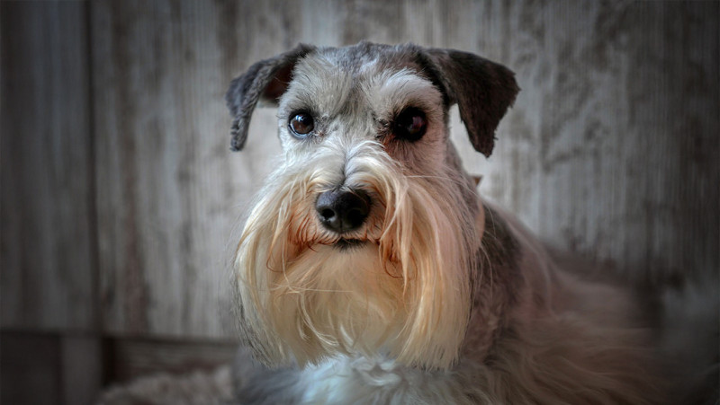 Eerste schnauzerwandeling in Ranst op 4 oktober