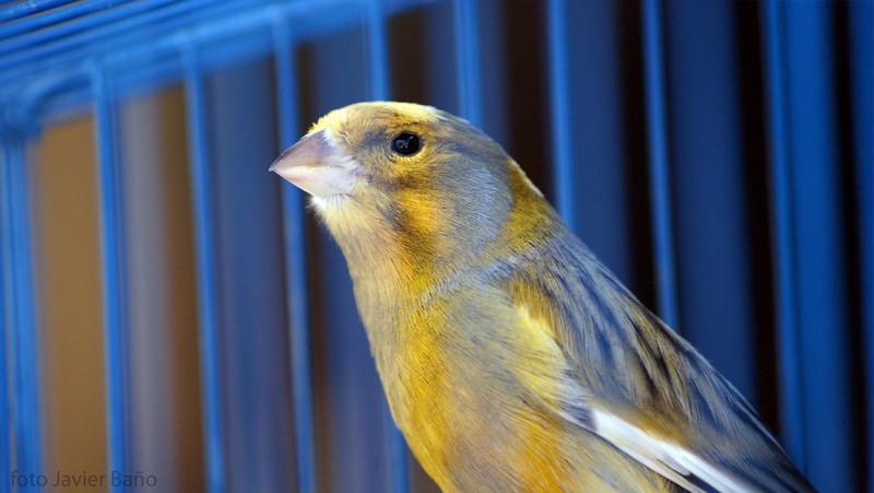 Twintigste editie Diamond Bird Show lokt vogelliefhebbers naar Zandhoven