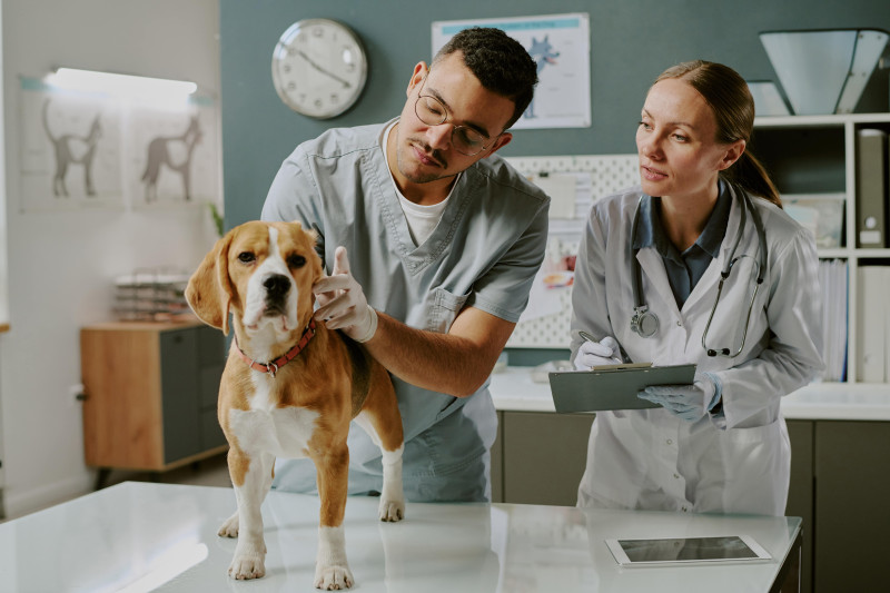 Multinationals rukken op: dierenartsenpraktijken verdwijnen in grote ketens