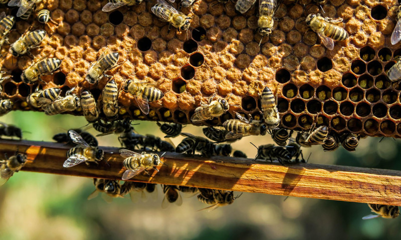 Hove lanceert bijenplan om biodiversiteit te bevorderen