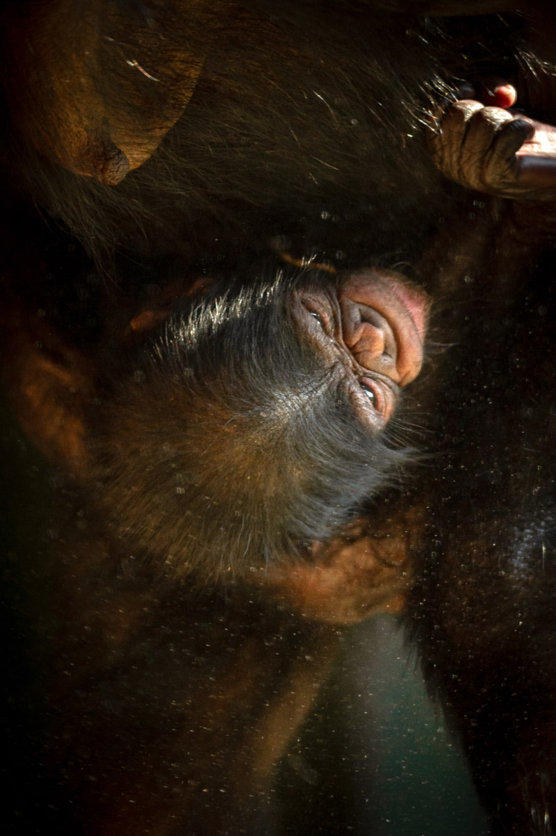 Zoo Planckendael verwelkomt pasgeboren bonobo: "Beiden stellen het uitstekend"